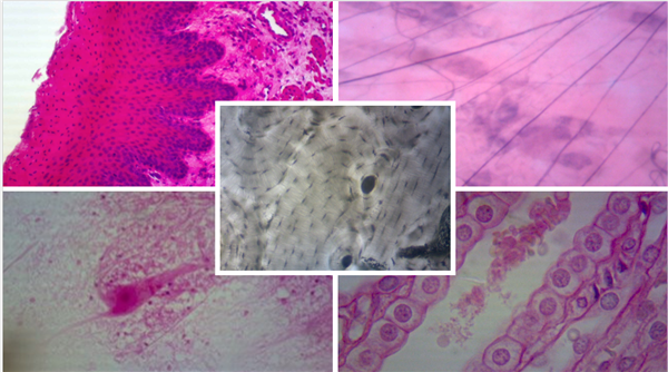 tissue lab